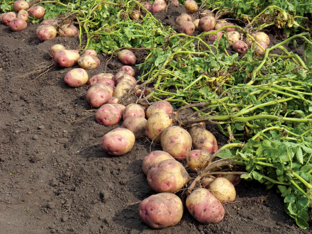 harvested potatoes