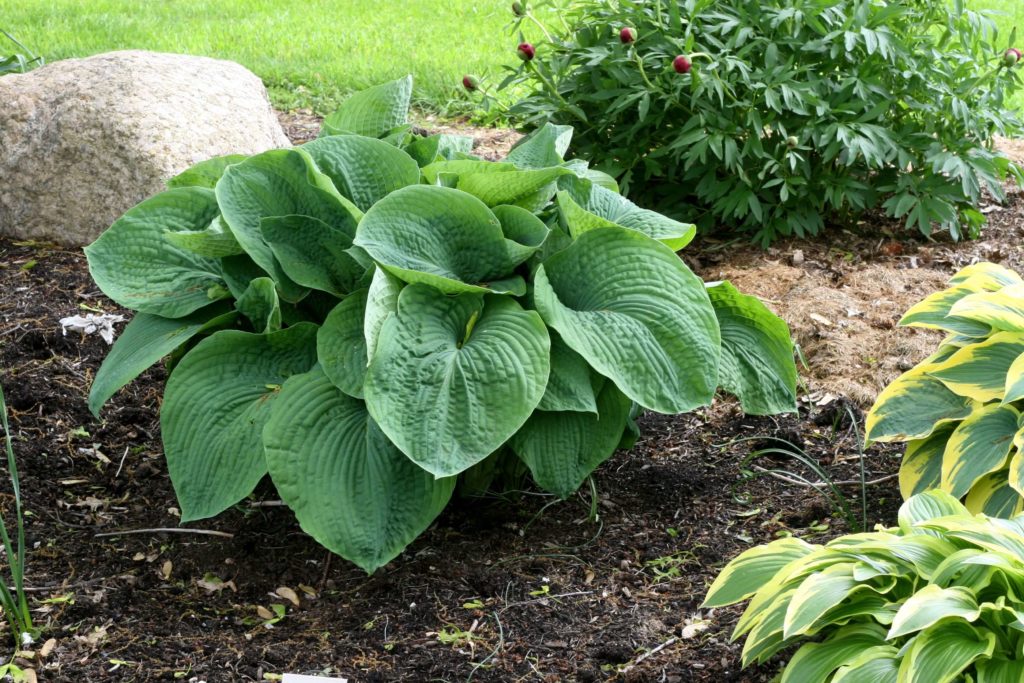 hostas