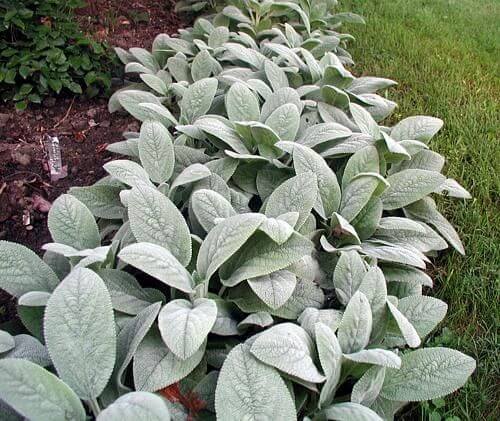 lambs ear