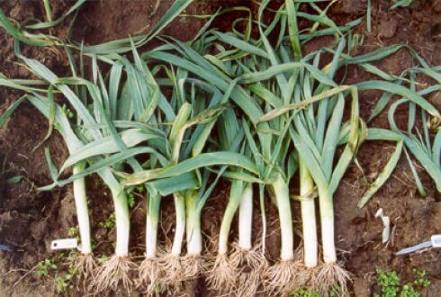 leeks