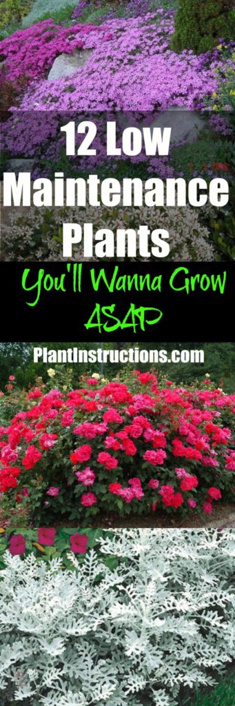 low maintenance plants