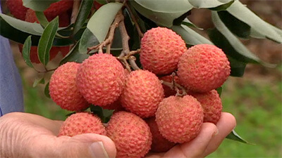 lychee fruit