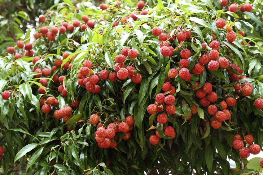 lychee tree