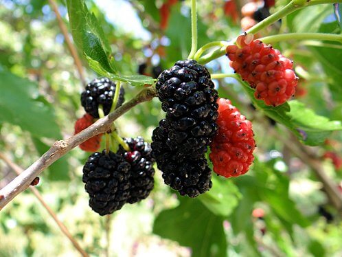 mulberry tree