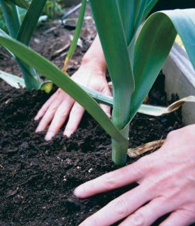 planting leeks