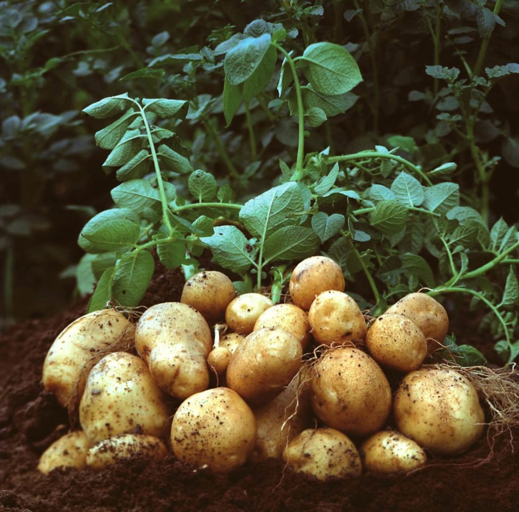 potato plant