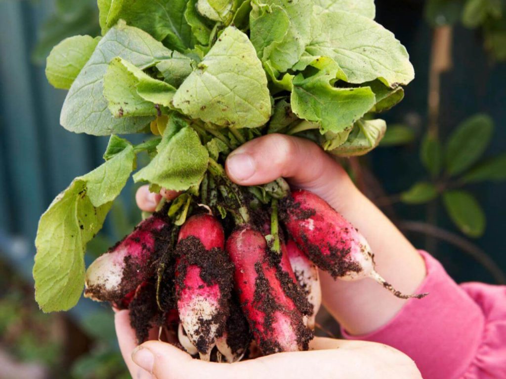 radish harvest