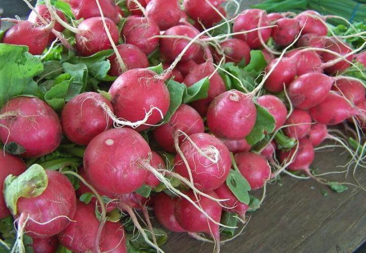 radish plants