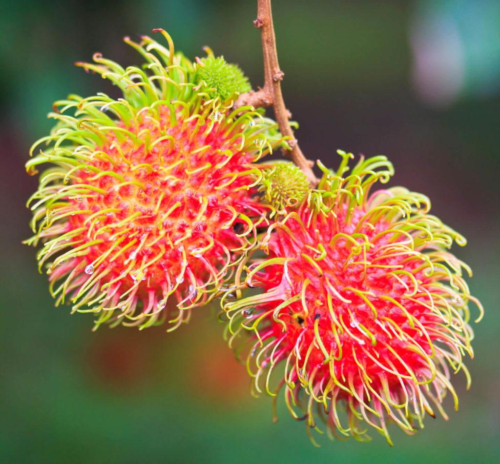 rambutan