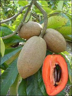 sapote fruit