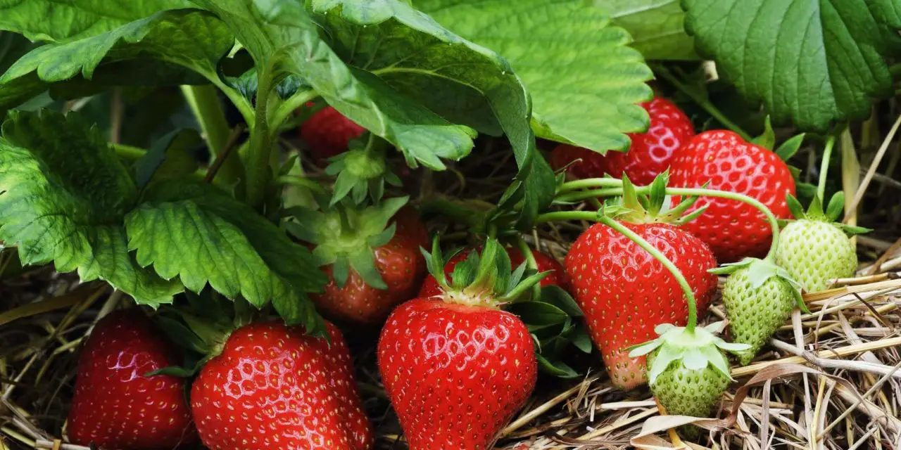 A bundle of strawberries