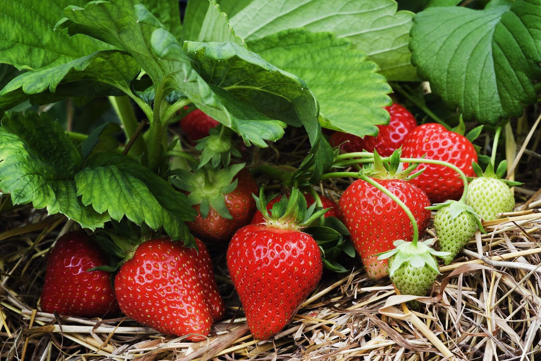 10 Tips for Growing Strawberries   Plant Instructions