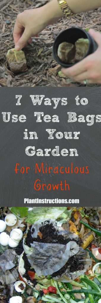 tea bags in the garden