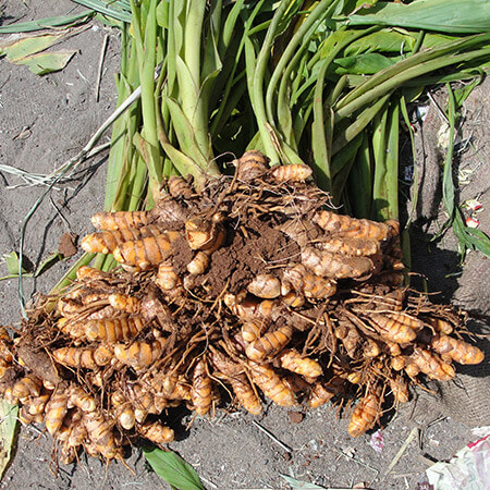 turmeric rhizomes