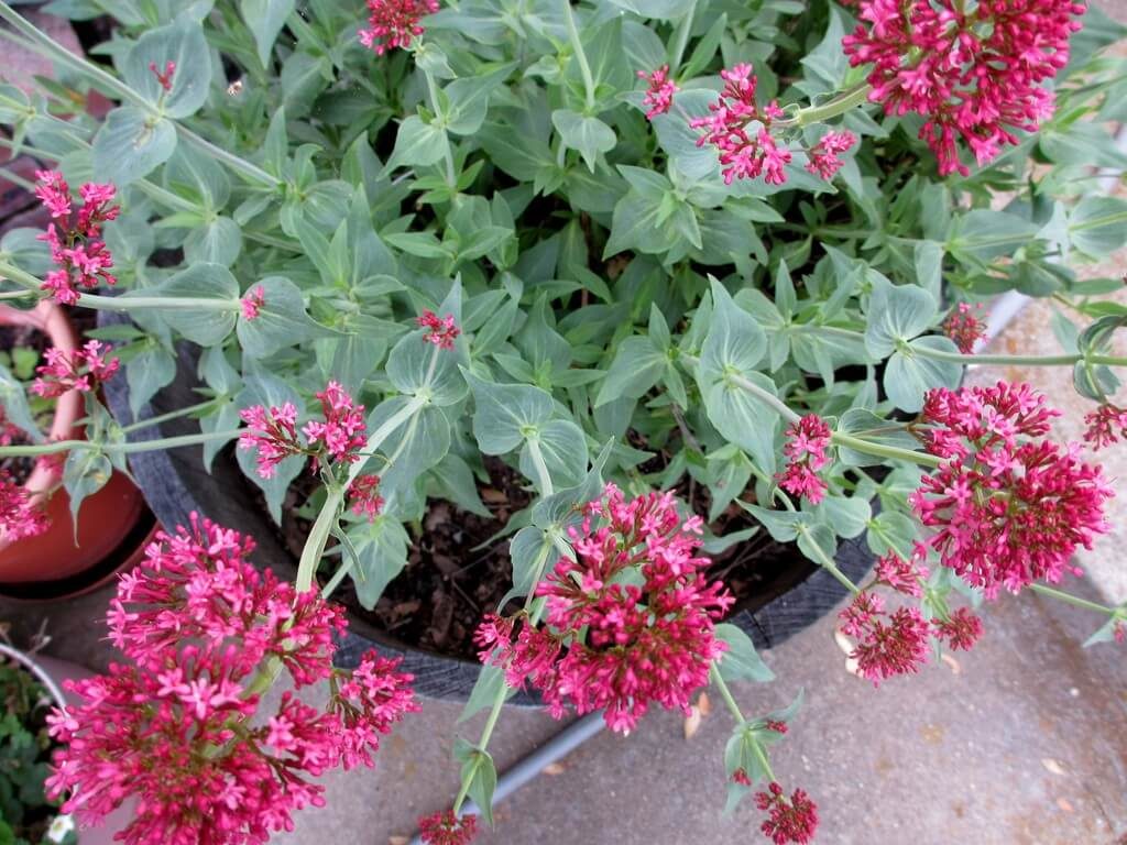 valerian in pot