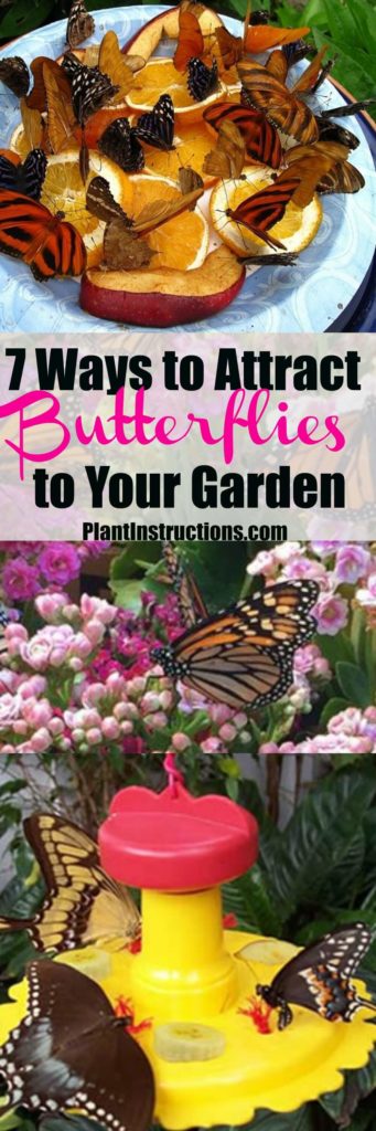 ways to attract butterflies