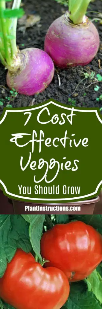 Cost Effective Vegetables
