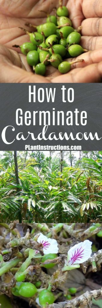 How to Germinate Cardamom