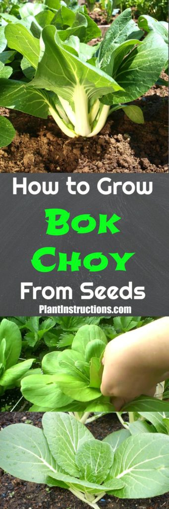 How to Grow Bok Choy