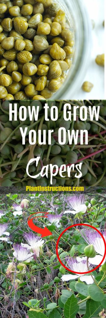 How to Grow Capers