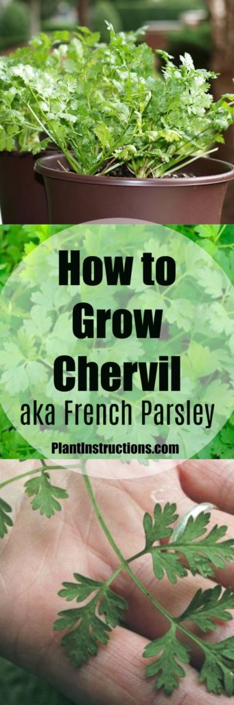 How to Grow Chervil