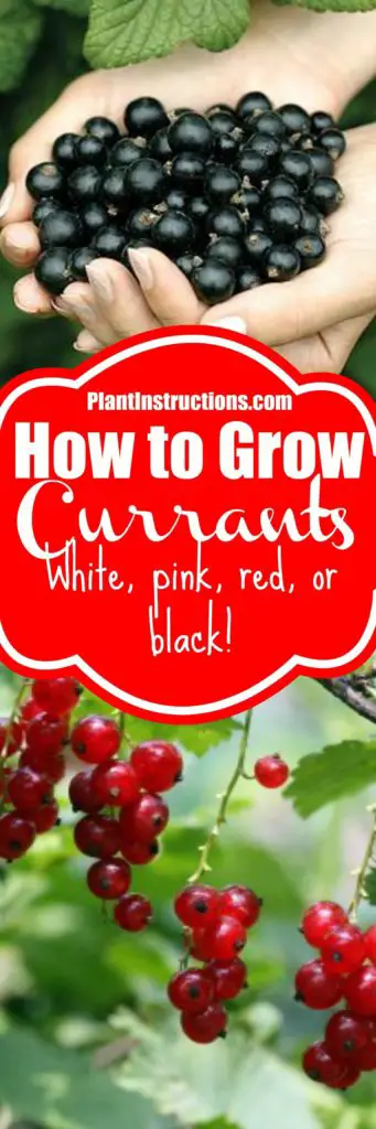 How to Grow Currants