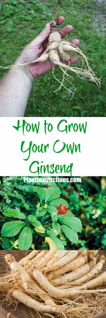 How to Grow Ginseng