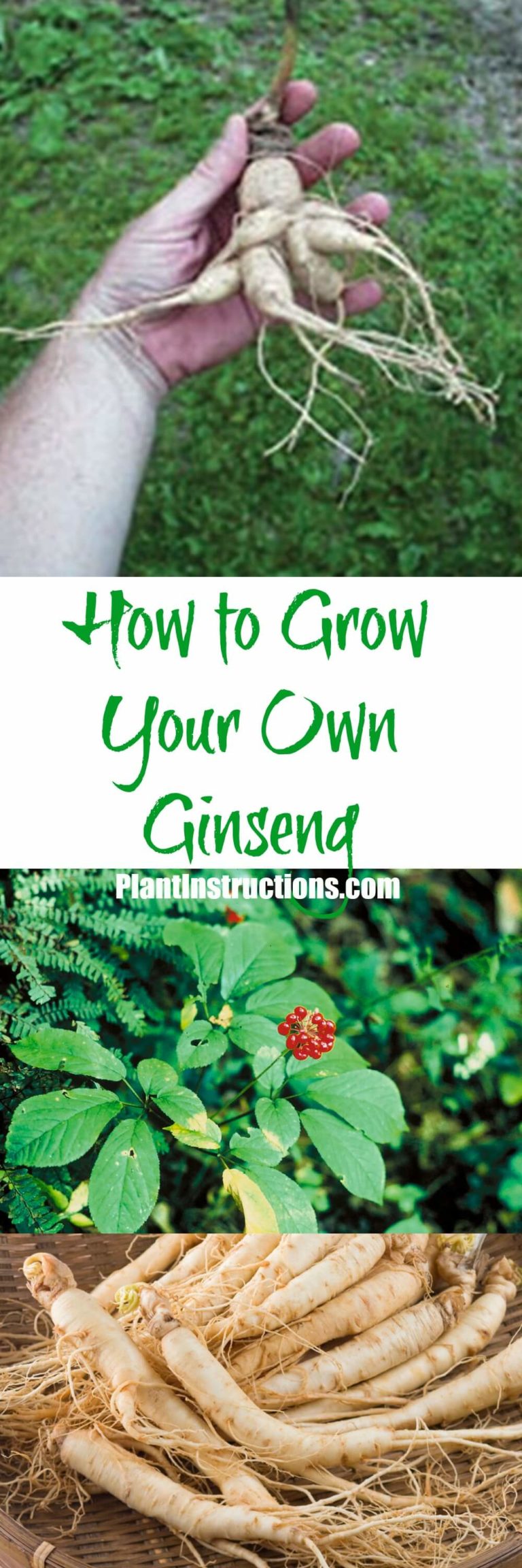 How to Grow Ginseng Plant Instructions