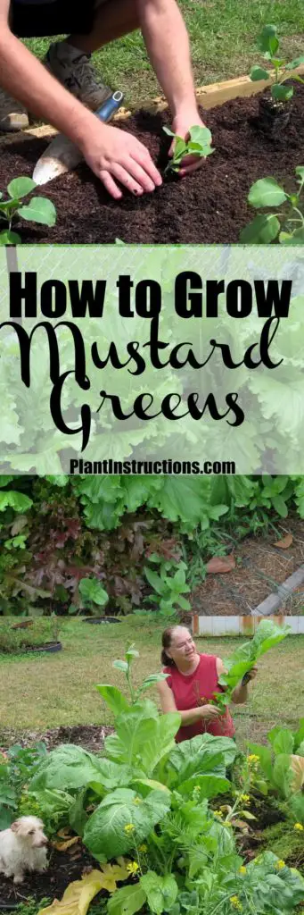 How to Grow Mustard Greens