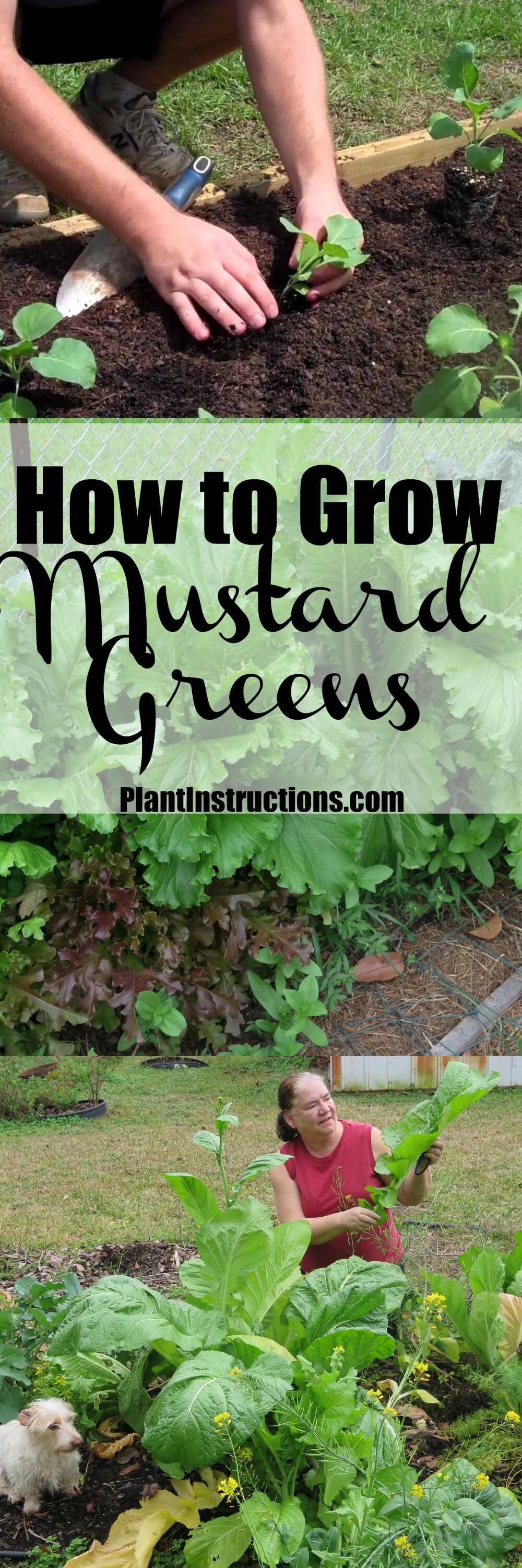 how-to-grow-mustard-greens-plant-instructions