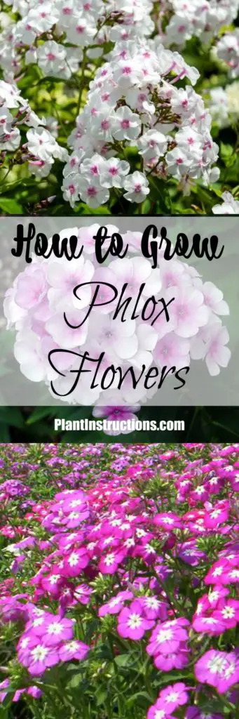 How to Grow Phlox