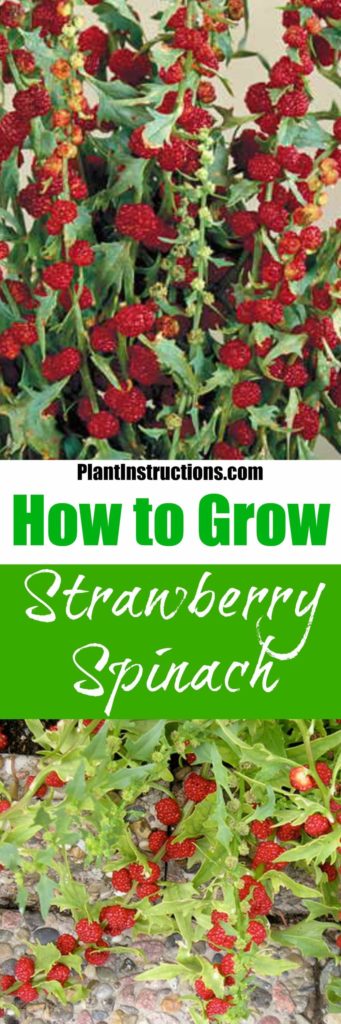 How to Grow Strawberry Spinach