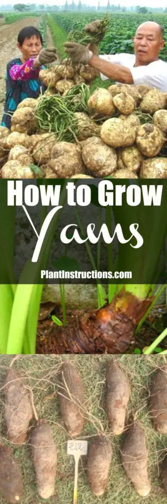 How to Grow Yams