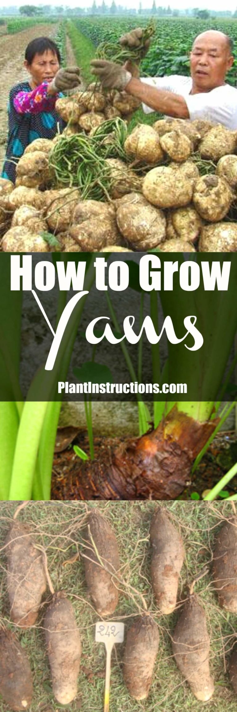 write an essay about how to plant yam