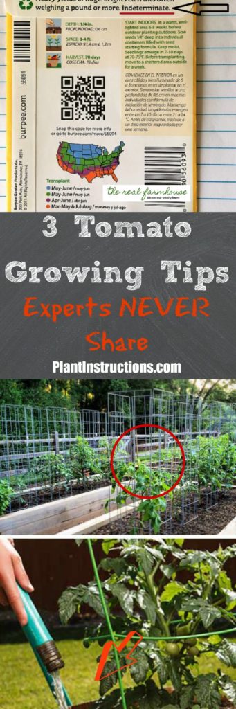 Tomato Growing Tips