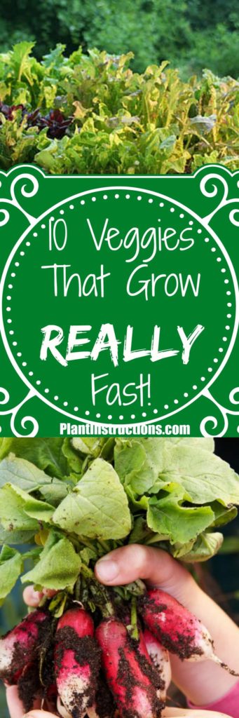 Vegetables That Grow Fast