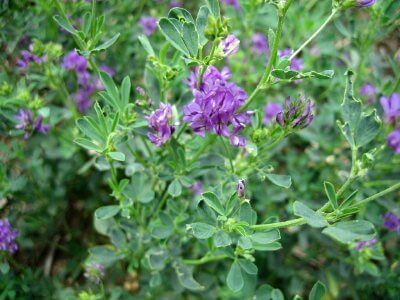 How to Grow Alfalfa