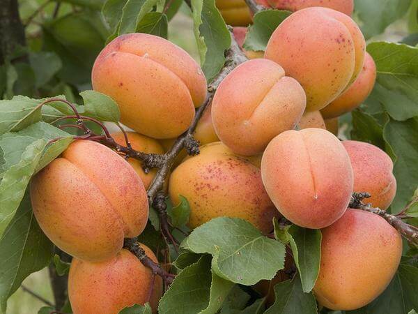 How to Grow an Apricot Tree From a Seed