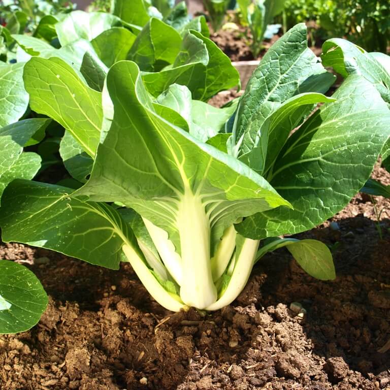 bok choy plant