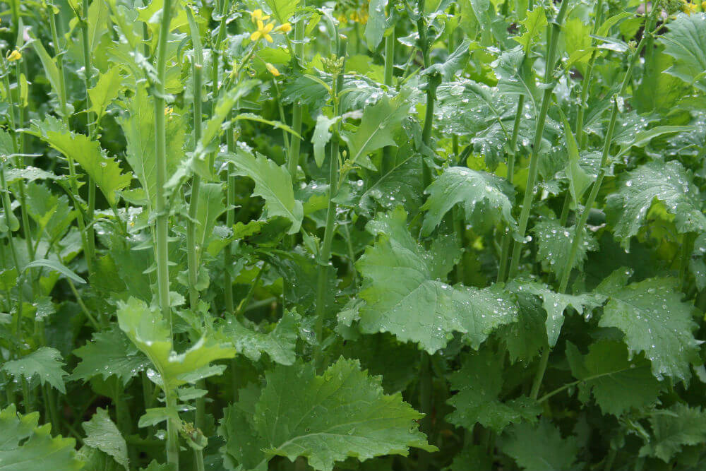 broccoli rabe