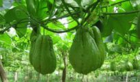 How to Grow The Chayote Plant