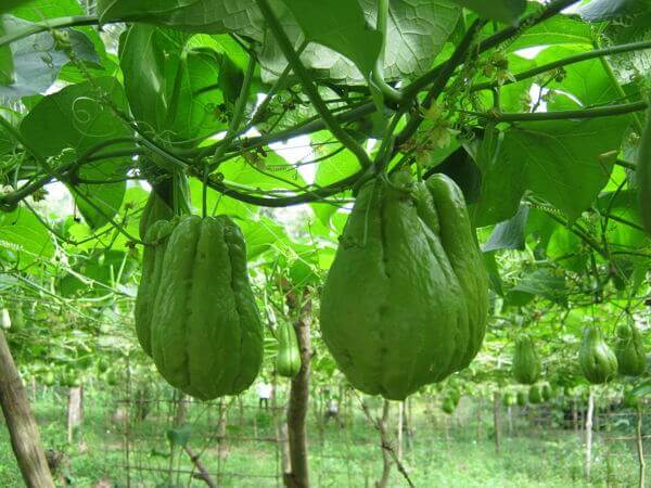 chayote tree