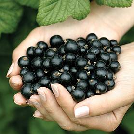 currant harvest