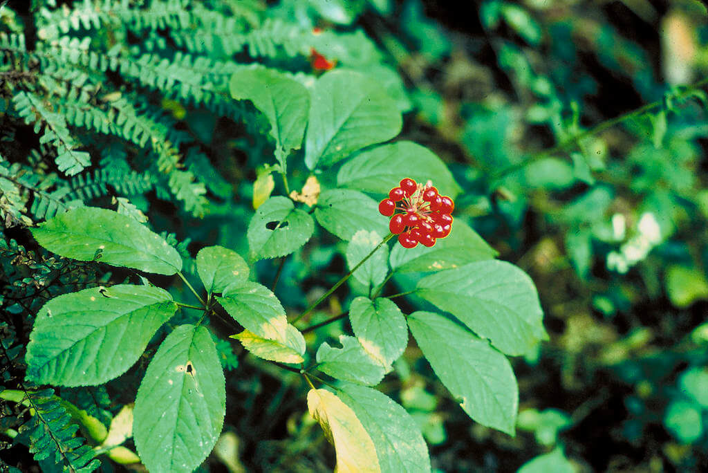 ginseng plant