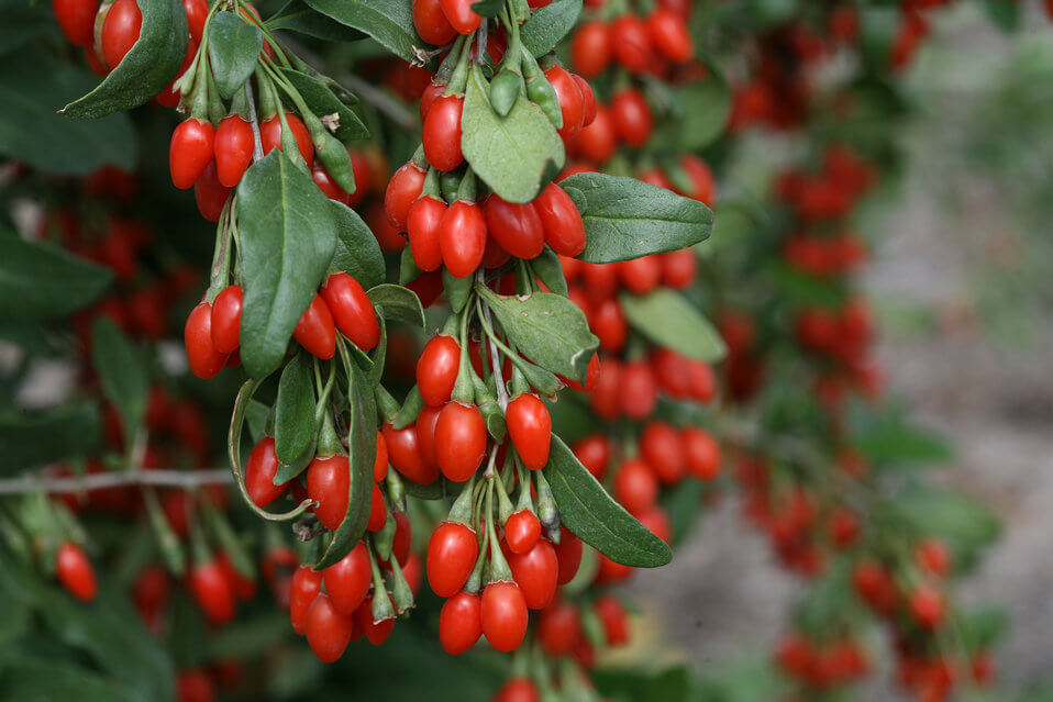 goji berries