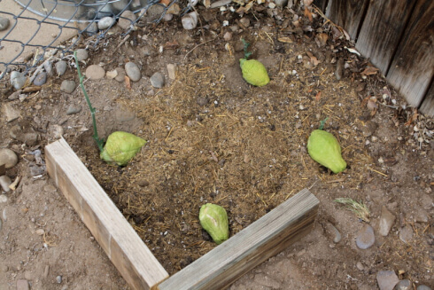 growing chayote