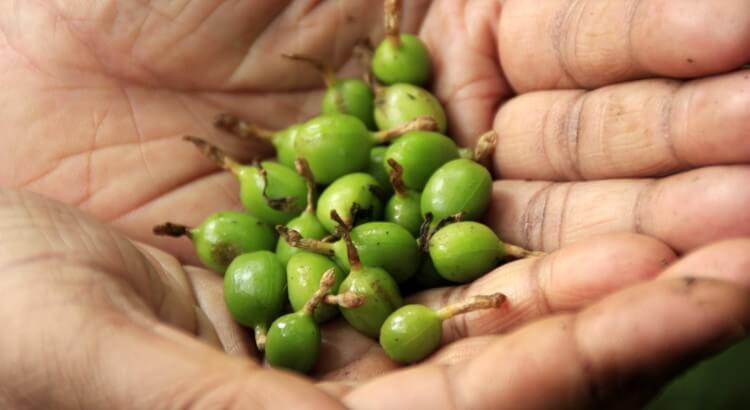 harvest cardamom