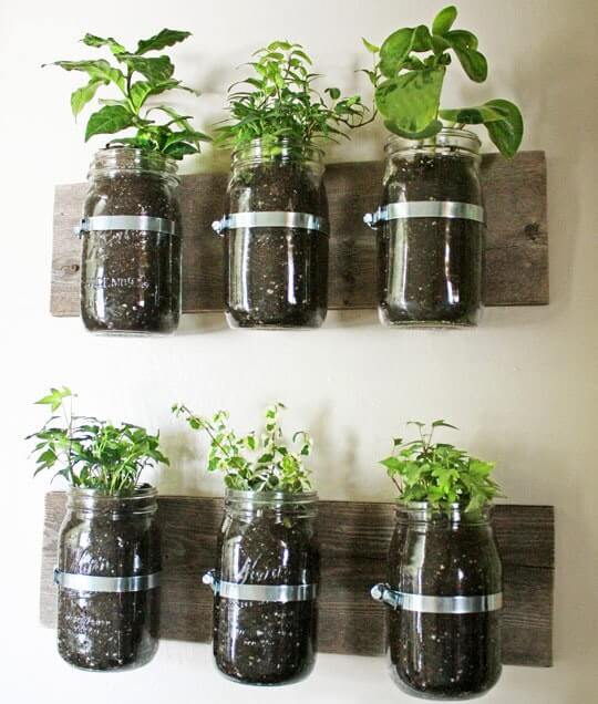 herbs in mason jars