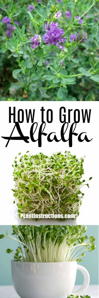 how to grow alfalfa