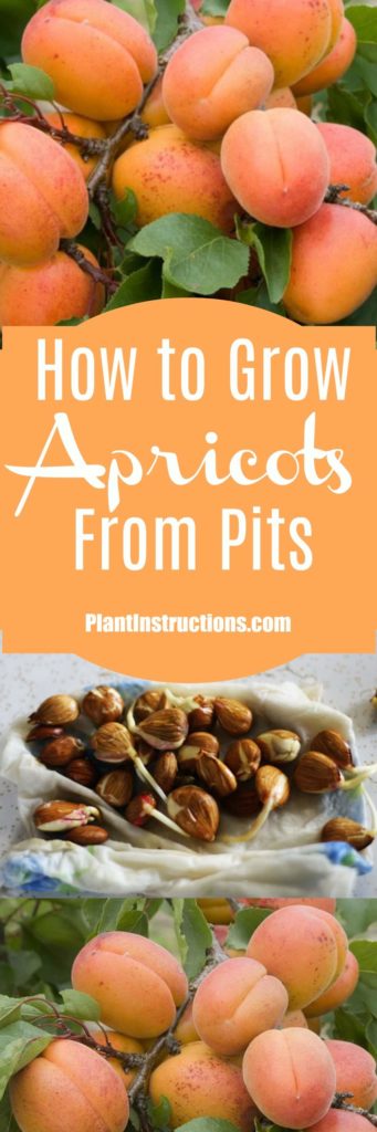 how to grow apricots